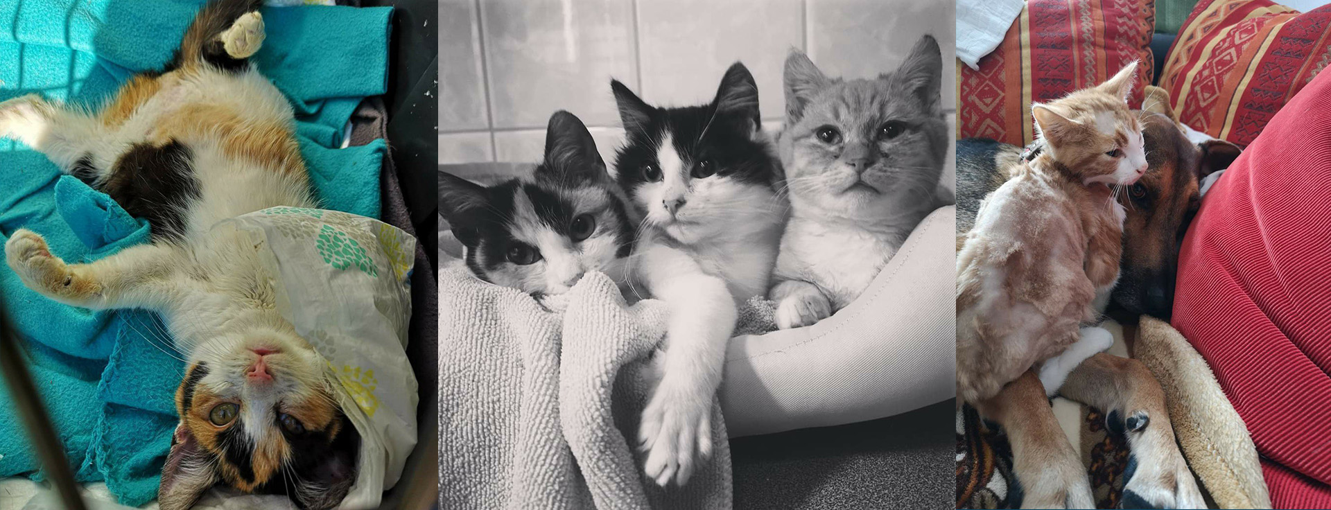 Compassion That Saves Lives