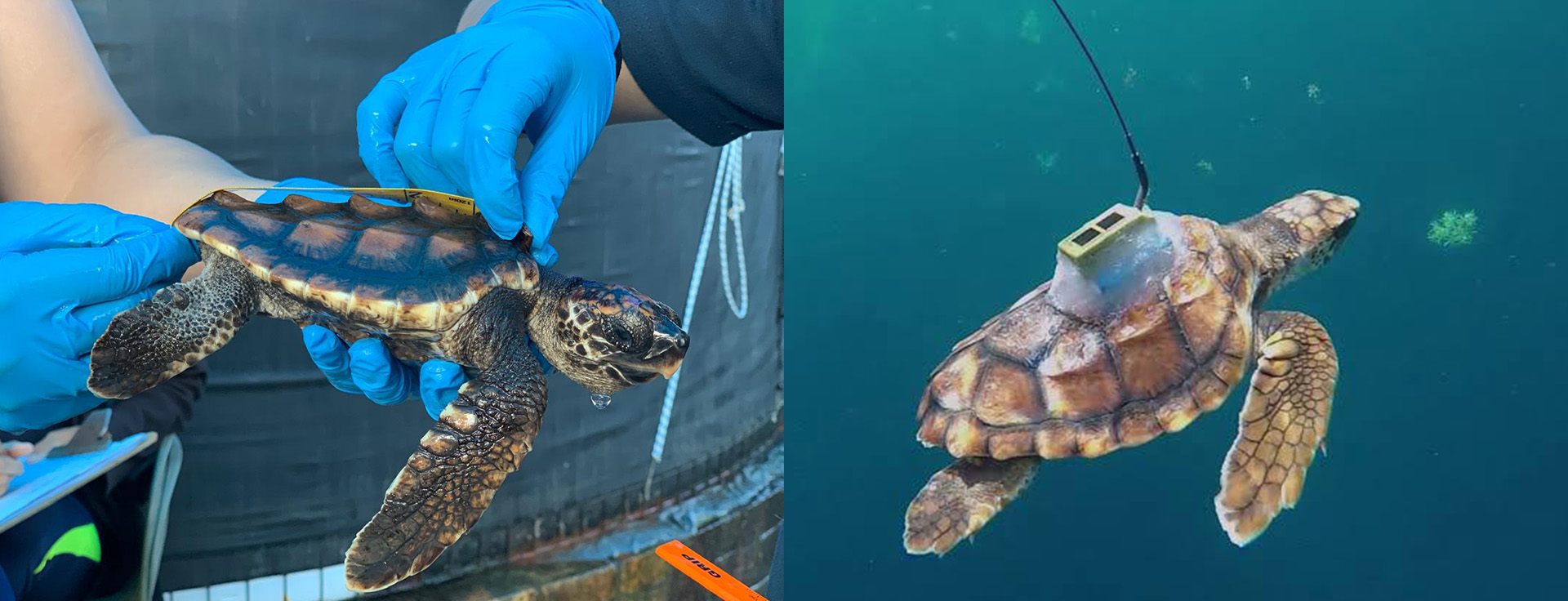 Protecting Sea Turtles for the Future