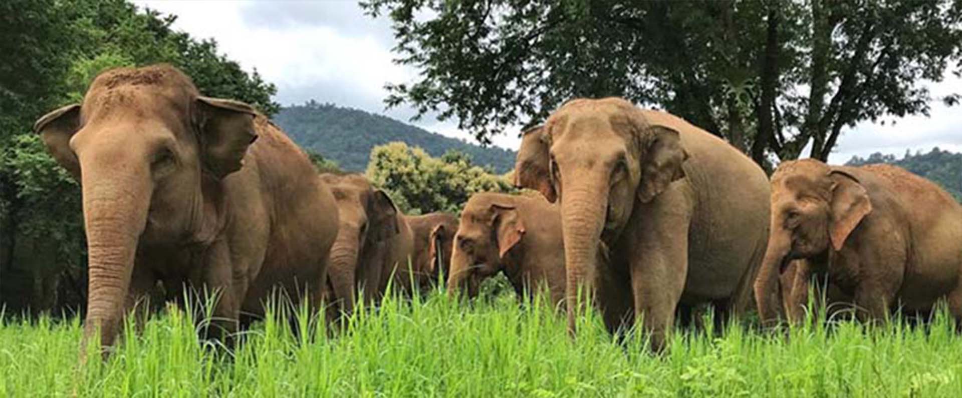 Elefanten retten und schützen