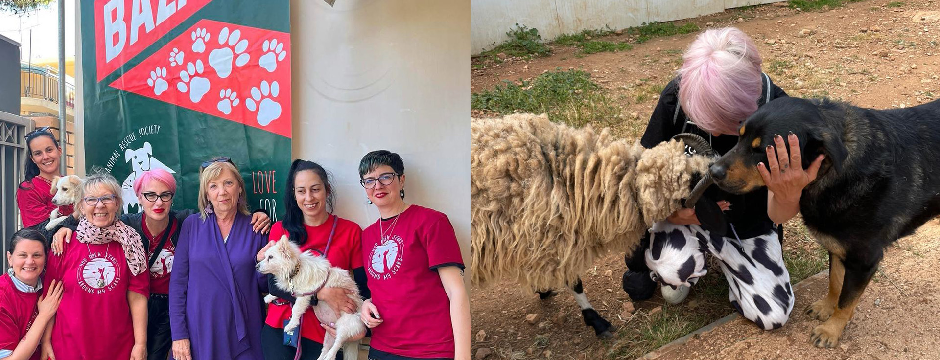 Schutz für Straßentiere in Griechenland