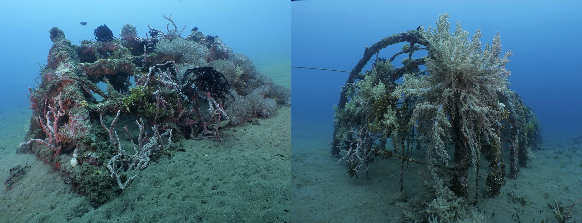 Meeresschutz auf Bali